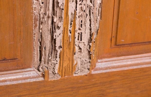 cách sủ lý mọt đò gỗ
